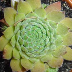 Sempervivum - Dachwurz - Hauswurz